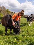 Wild Cow Experience