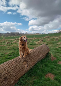 Dog paddock