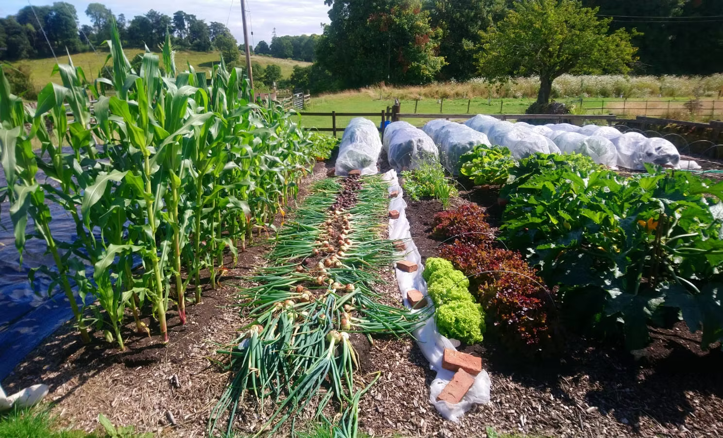 Wild cow garden