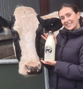 Wild Cow Milking Experience