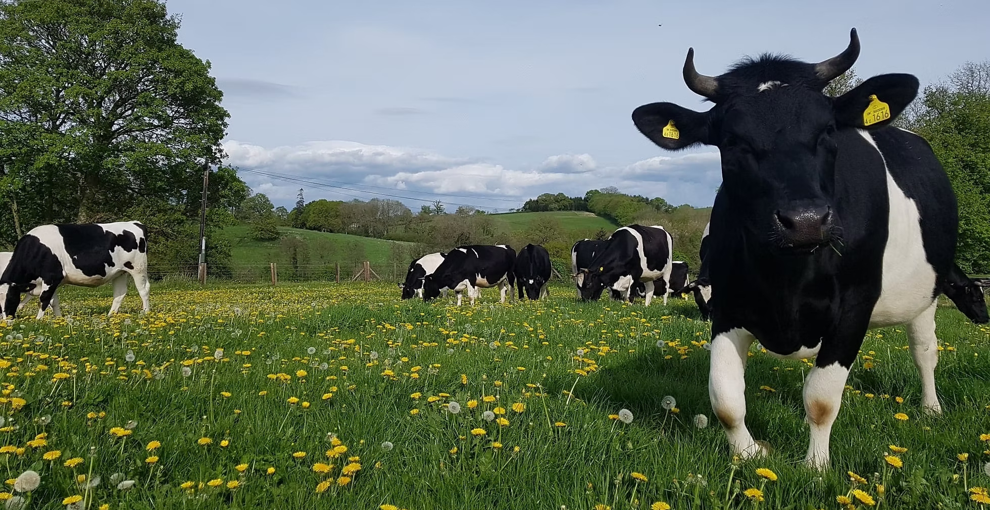 Wild cow dairy